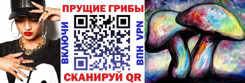 Купить закладки  Красный Сулин  Псилоцибиновые грибы GOLDEN TEACHER 